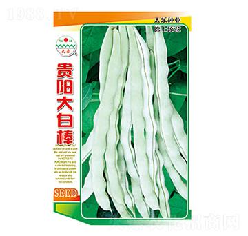 豇豆種子-貴陽(yáng)大白棒-太樂種業(yè)
