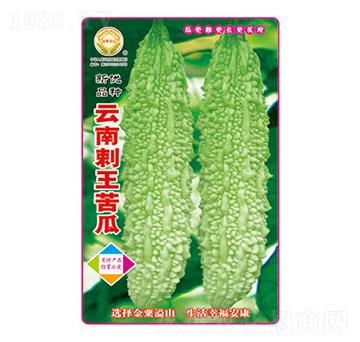 苦瓜種子-云南刺王苦瓜-太樂種業(yè)