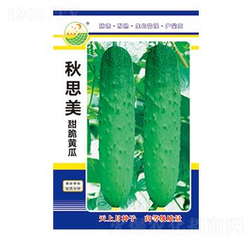 黃瓜種子-秋思美-太樂種業(yè)