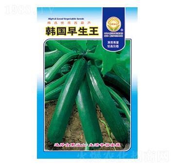 西葫蘆種子-韓國(guó)早生王-太樂種業(yè)