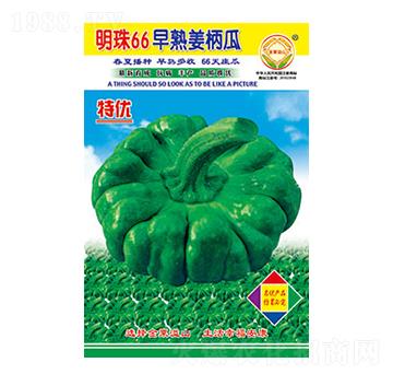 姜柄瓜種子-明珠66-太樂種業(yè)