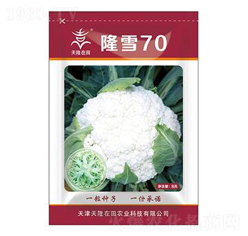 隆雪70-天隆在田-天隆農(nóng)業(yè)