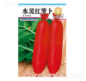蘿卜種子-水靈紅蘿卜-太樂種業(yè)
