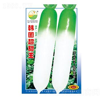 蘿卜種子-韓國(guó)超甜王-太樂種業(yè)