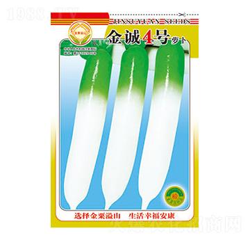 蘿卜種子-金誠(chéng)4號(hào)-太樂種業(yè)