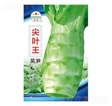 萵筍種子-尖葉王-太樂種業(yè)