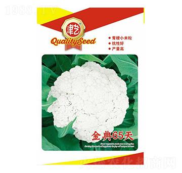 花菜種子-金典65天-邯豐農(nóng)業(yè)