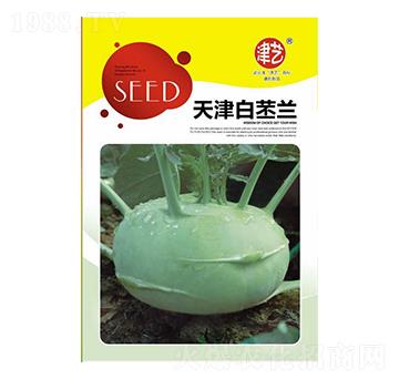 苤藍(lán)種子-天津白苤藍(lán)-邯豐農(nóng)業(yè)
