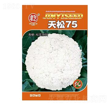 花菜種子-天松75-邯豐農(nóng)業(yè)