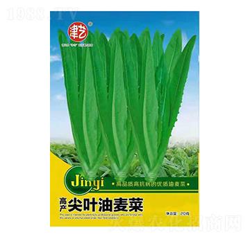 油麥菜種子-尖葉油麥菜-邯豐農(nóng)業(yè)