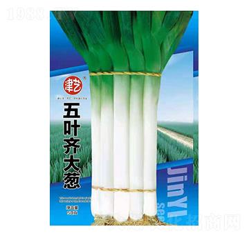大蔥種子-五葉齊大蔥-邯豐農(nóng)業(yè)