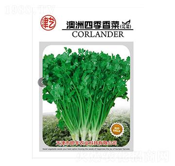 香菜種子-澳洲四季香菜-邯豐農業(yè)