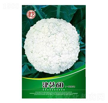 花菜種子-津藝60-邯豐農(nóng)業(yè)