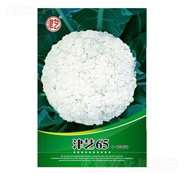 花菜種子-津藝65-邯豐農(nóng)業(yè)